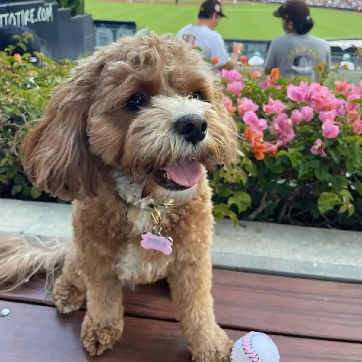 side view Cavapoo stays in baseball game