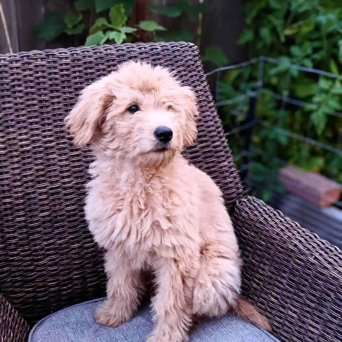 sitting Goldendoodle on a chair