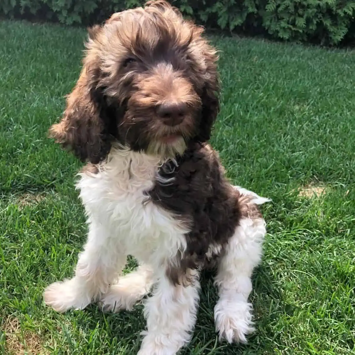 sitting Goldendoodle puppy outside