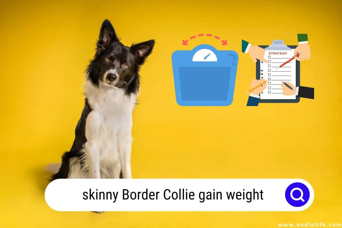 skinny Border Collie gain weight