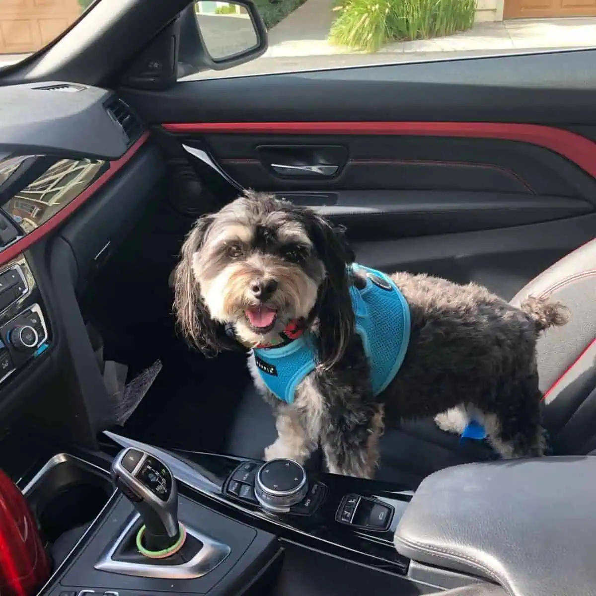 standing Cavapoo inside car