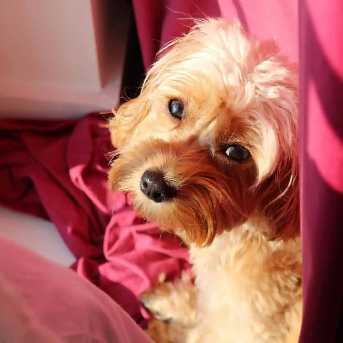 sunlight hits coat of Cavapoo