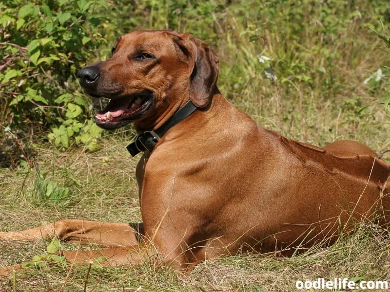 taking a rest on after playing