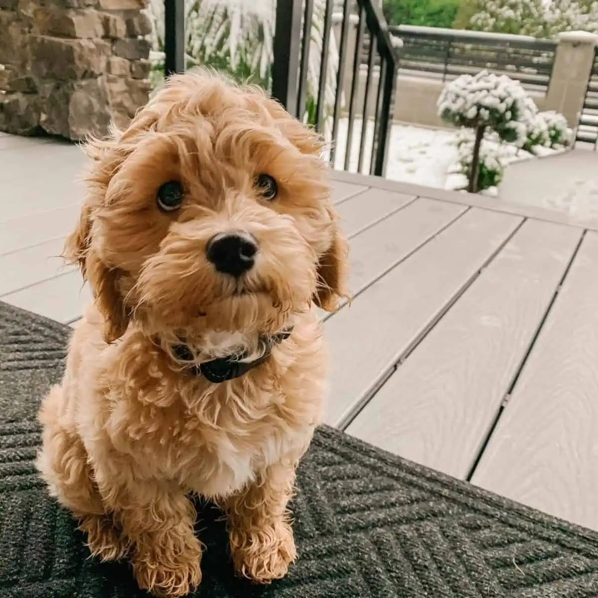 three-month-old Cockapoo