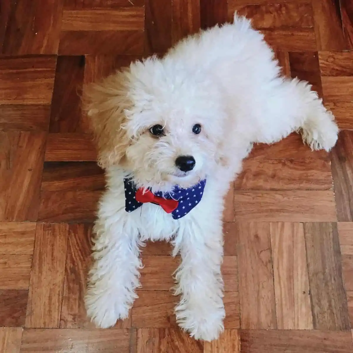 three-month-old Poodle puppy