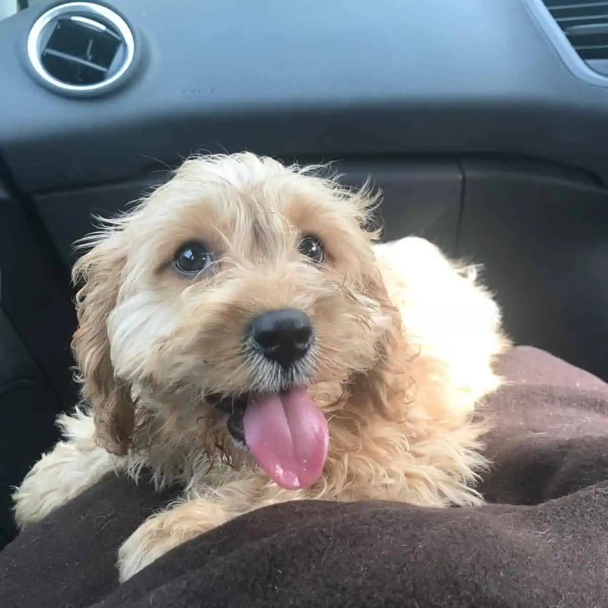 tongue out Cavapoo