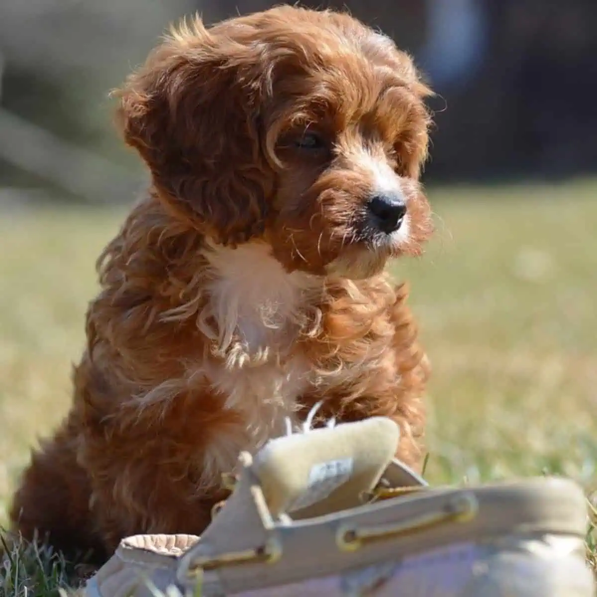 too hot for Cavapoo