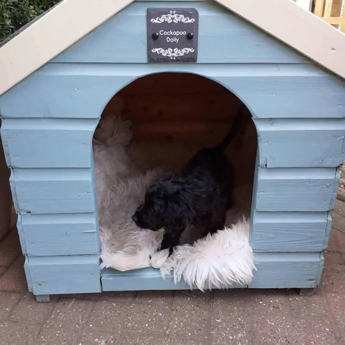 Toy Cockapoo inside kennel