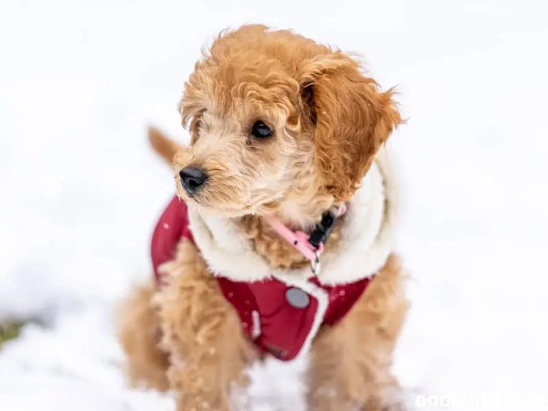 Toy Poodle in jacket