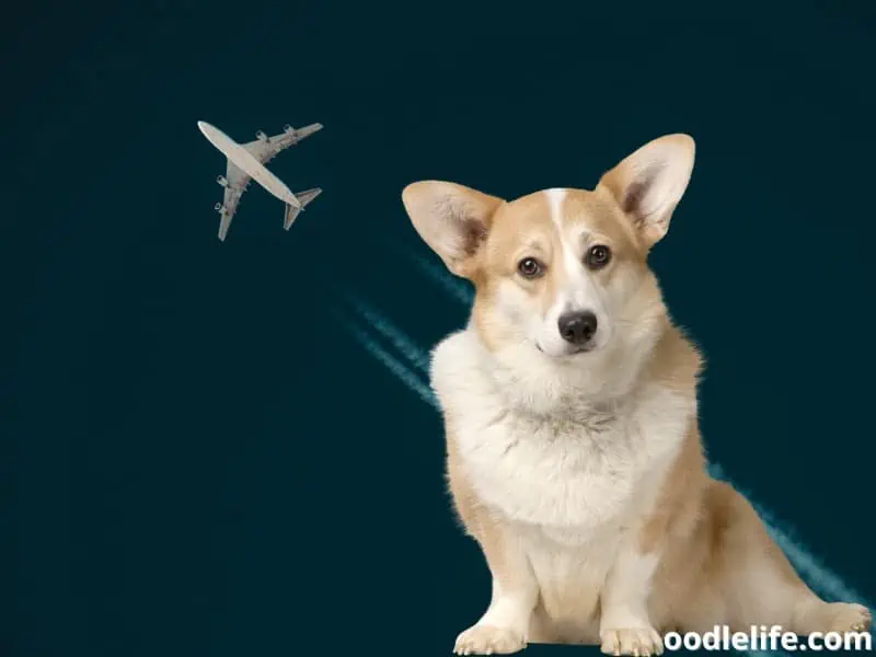 travel with a Corgi