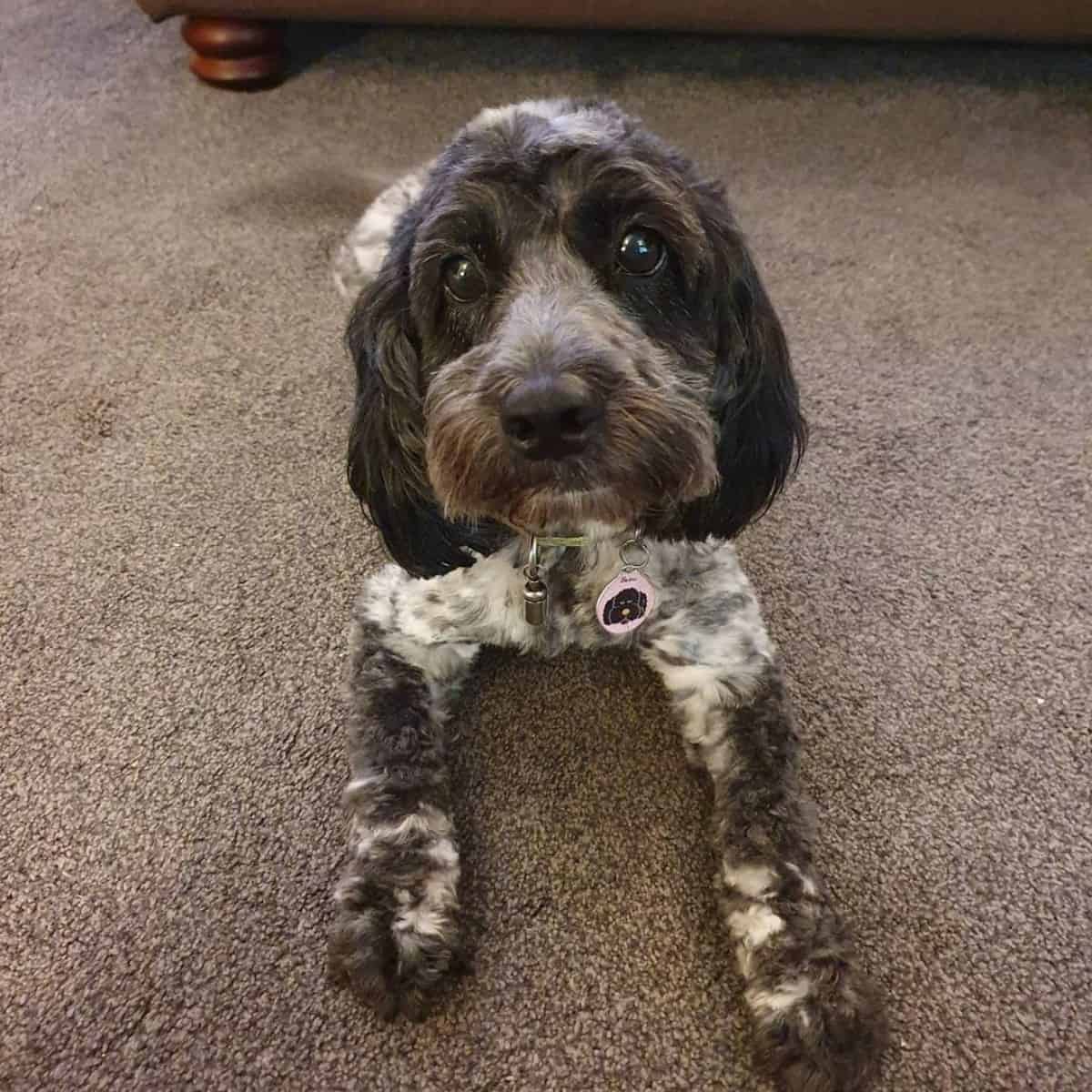 trimmed Cockapoo coat looks fresh