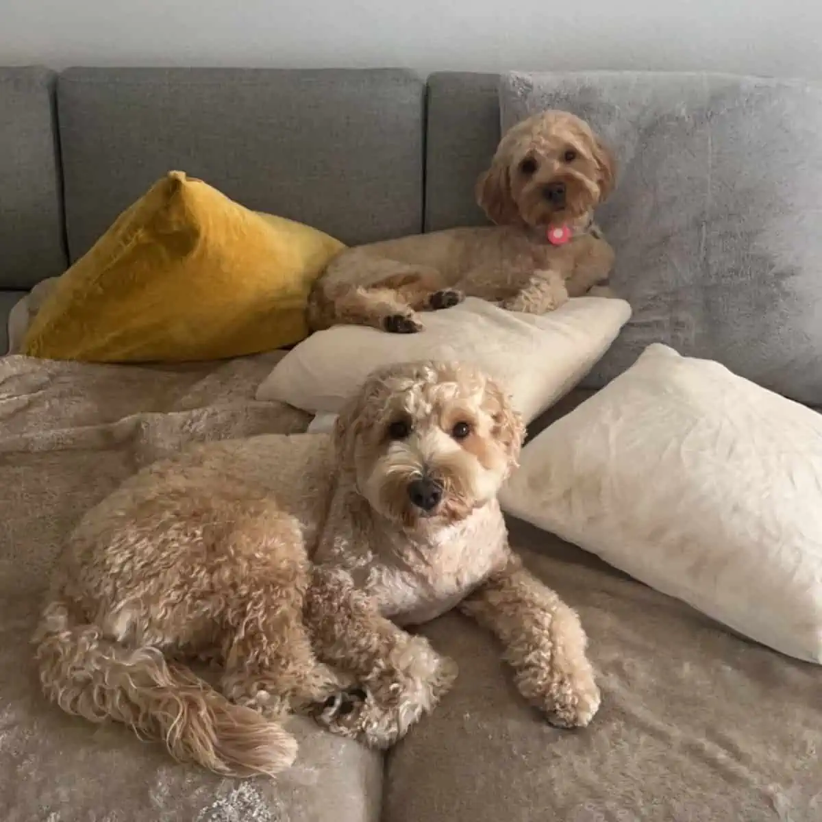 two Goldendoodle dogs lying