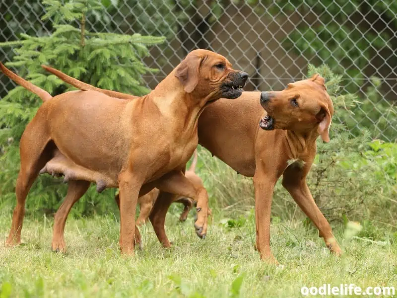 two Rhodesian Ridgebacks being aggressive