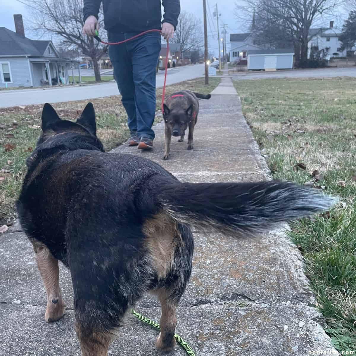 Help! My Dog Attacked My Other Dog And Drew Blood [Next Steps] Oodle Life