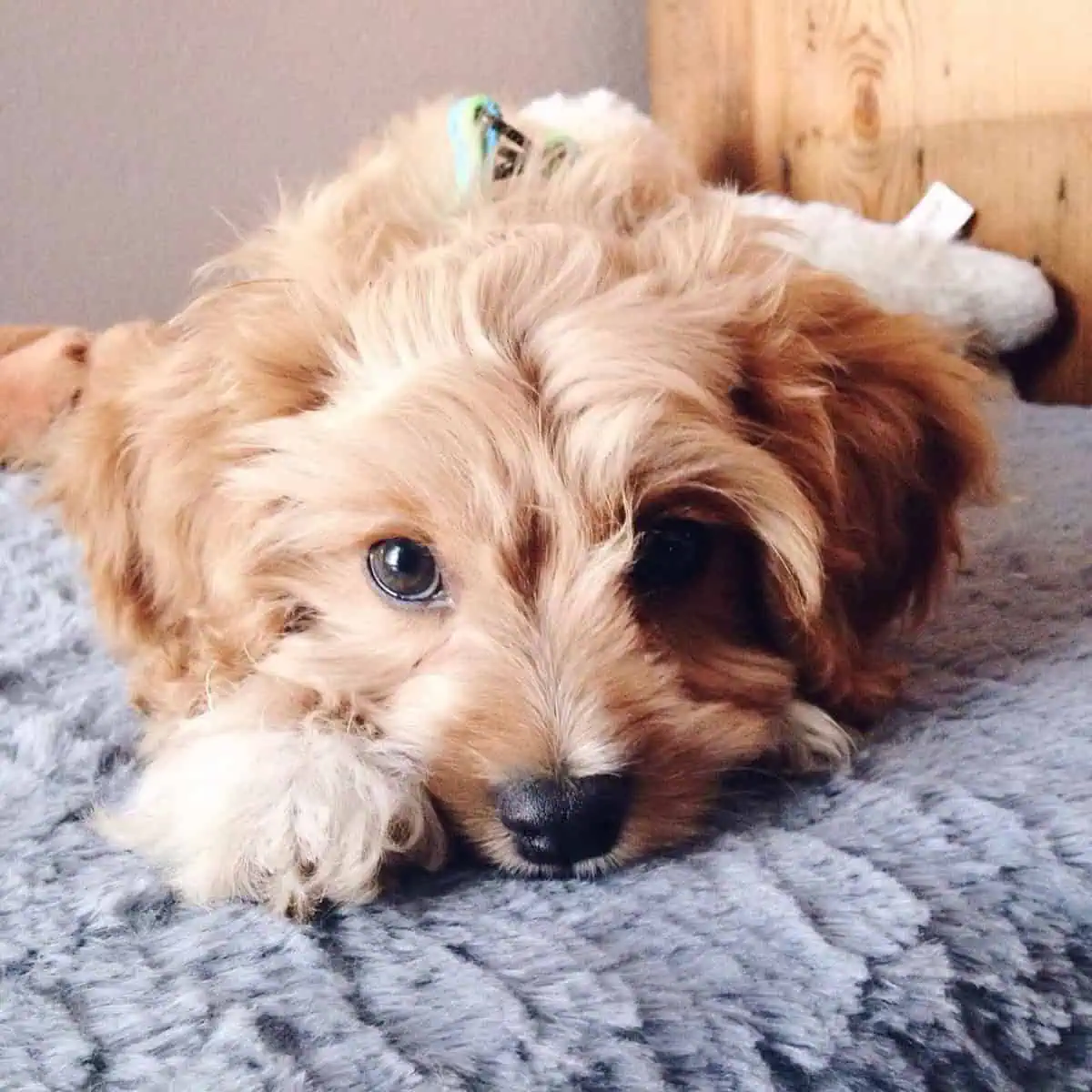 waiting Cavapoo for mealtime