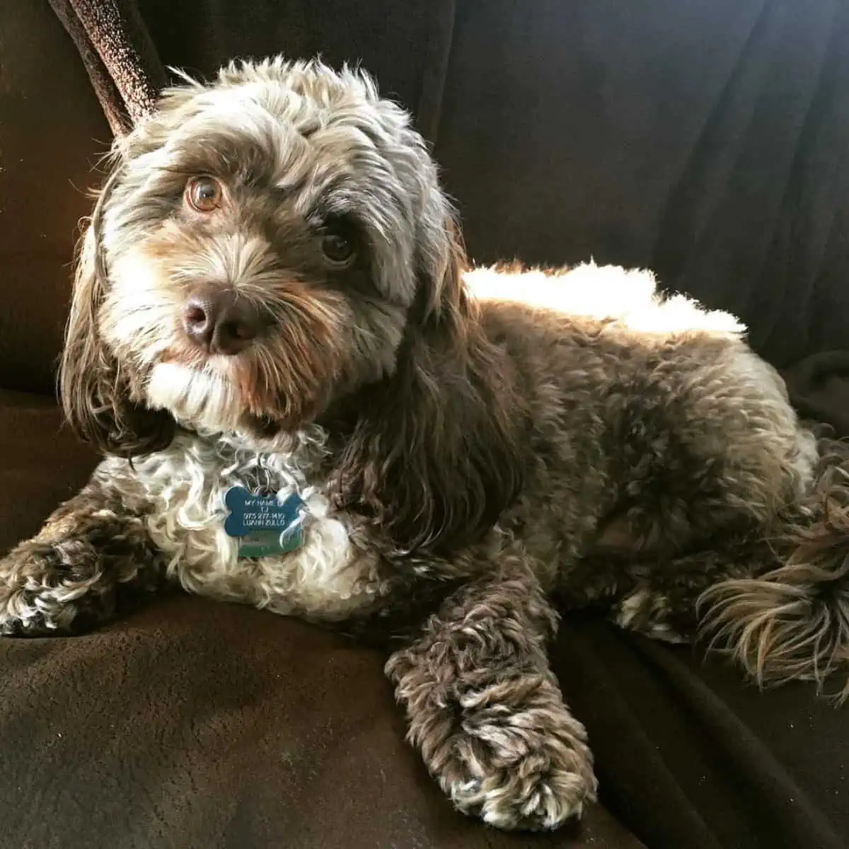 waiting Cockapoo on couch