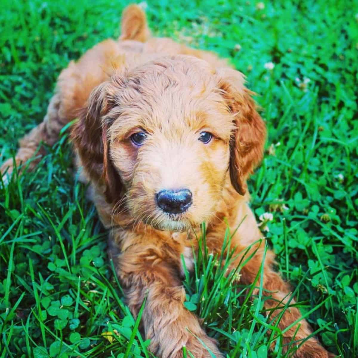 waiting Goldendoodle puppy for its owner