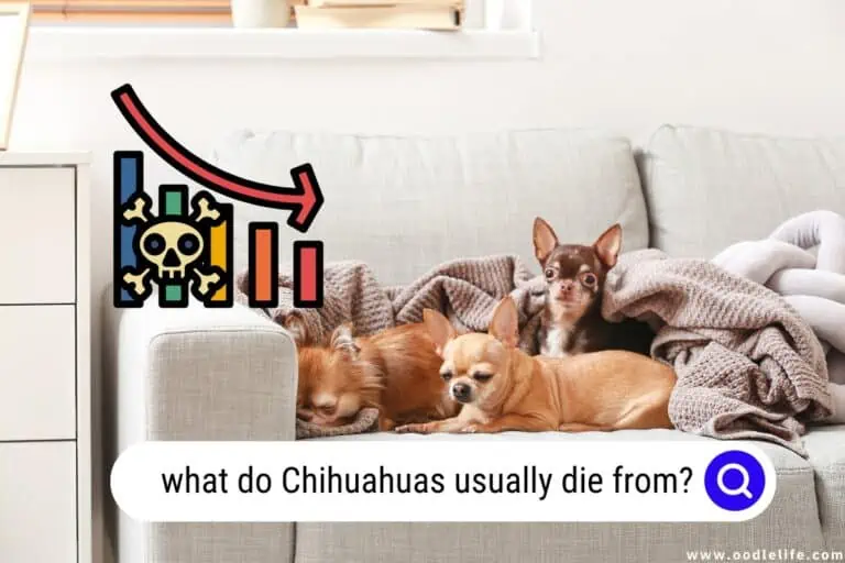 What Do Chihuahuas Usually Die From?