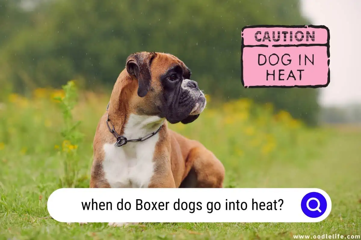when do Boxer dogs go into heat