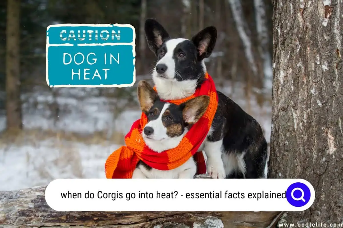 when do Corgis go into heat