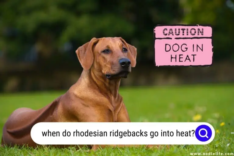 When Do Rhodesian Ridgebacks Go Into Heat?[Timeline]
