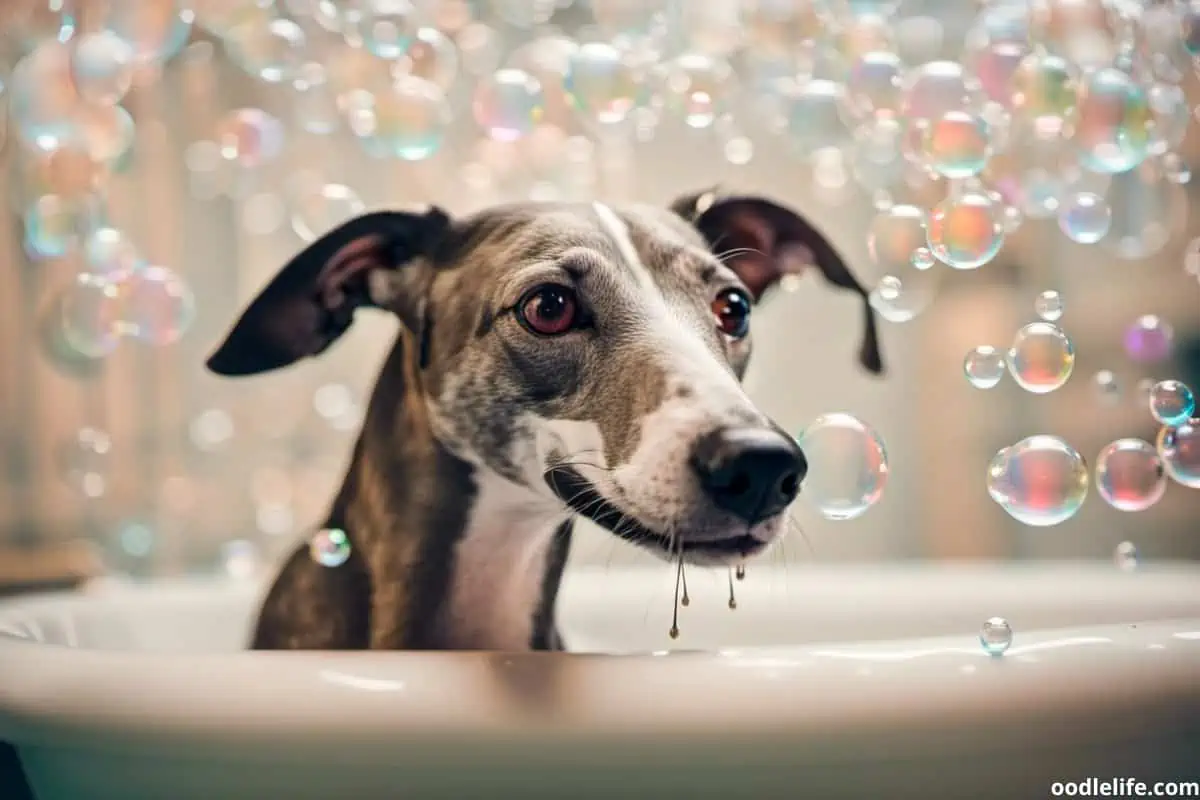 Happy whippet having a bath