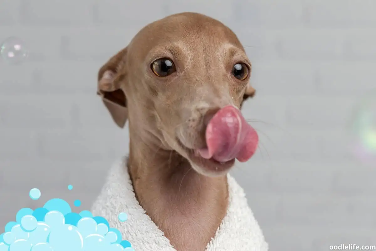 A Whippet puppy having a bath licks his mouth