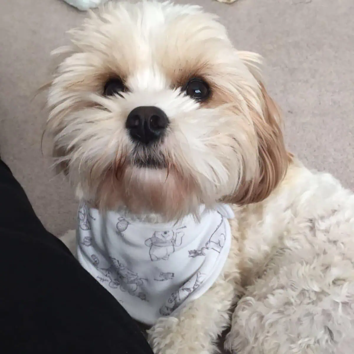 white Cavapoo wearing bib