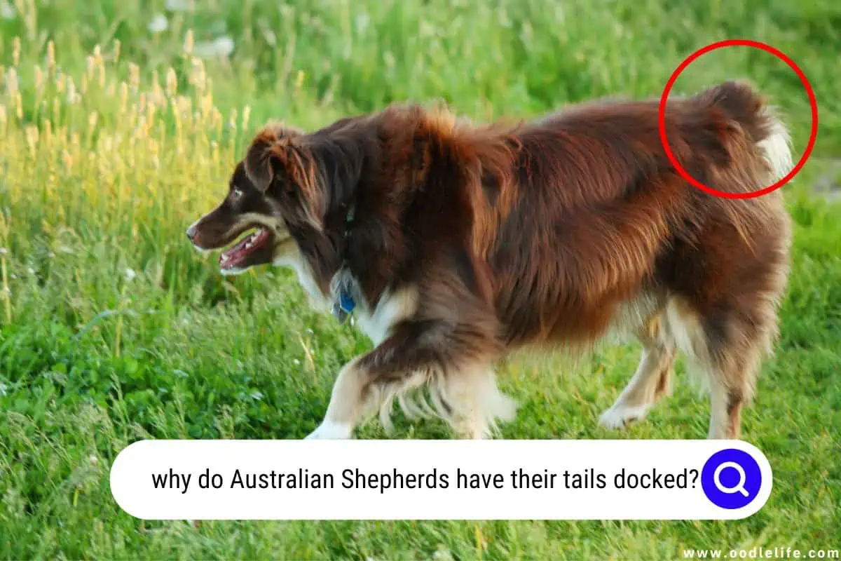 why do Australian Shepherds have their tails docked
