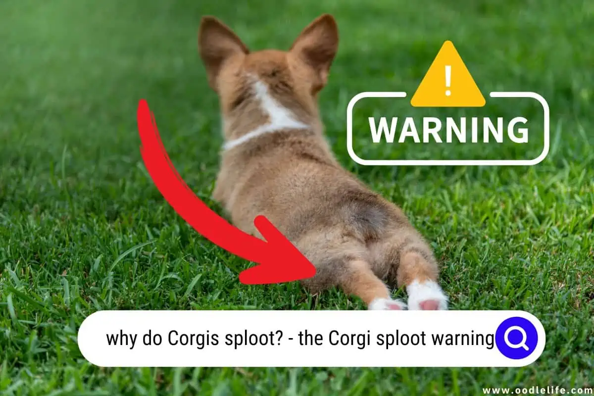 why do Corgis sploot