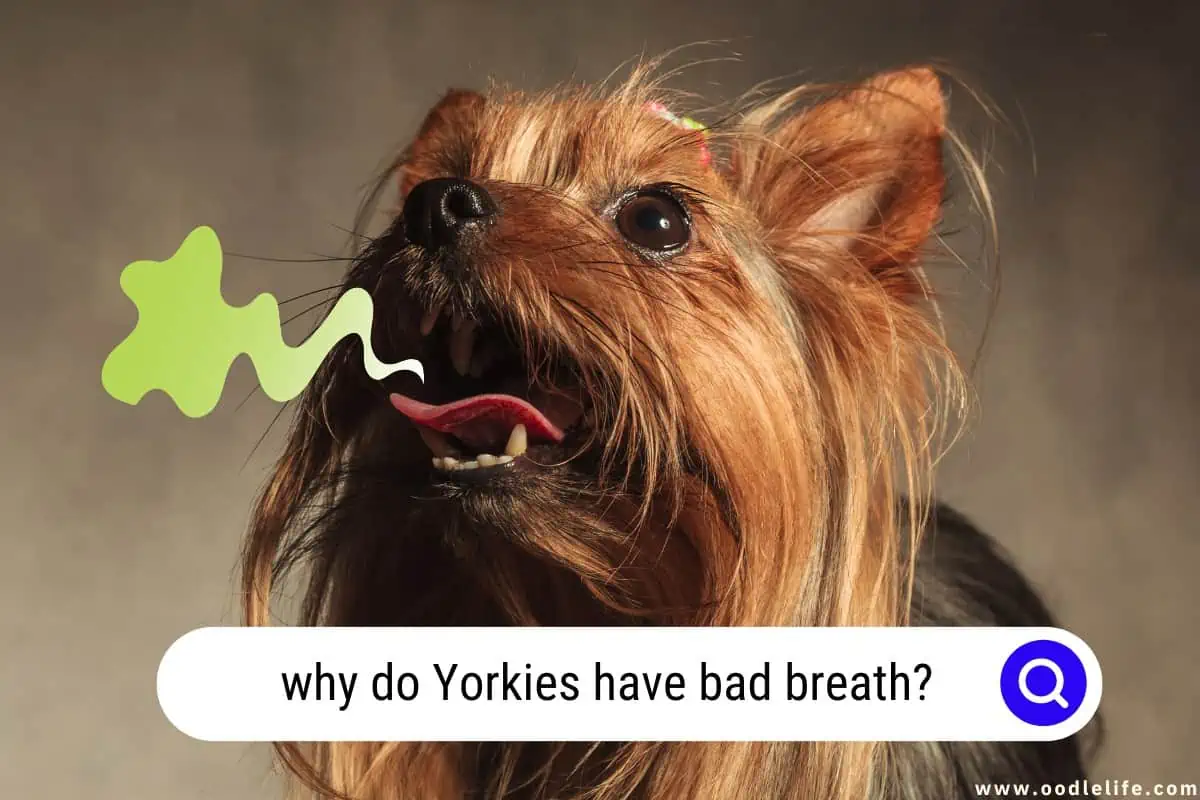 why do Yorkies have bad breath