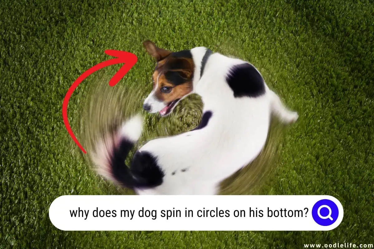 why does my dog spin in circles on his bottom