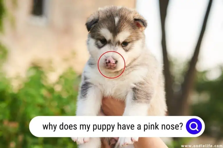 7 Mesmerizing Reasons a Puppy May Have a Pink Nose?