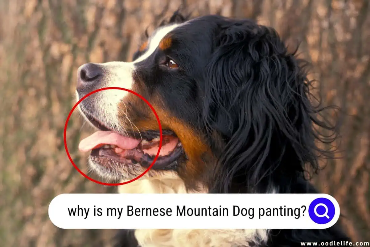 why is my Bernese Mountain Dog panting