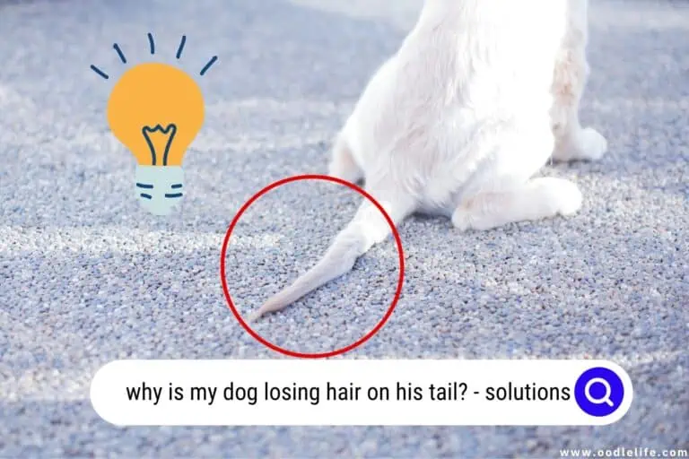 Why Is My Dog Losing Hair On His Tail? [Solutions]