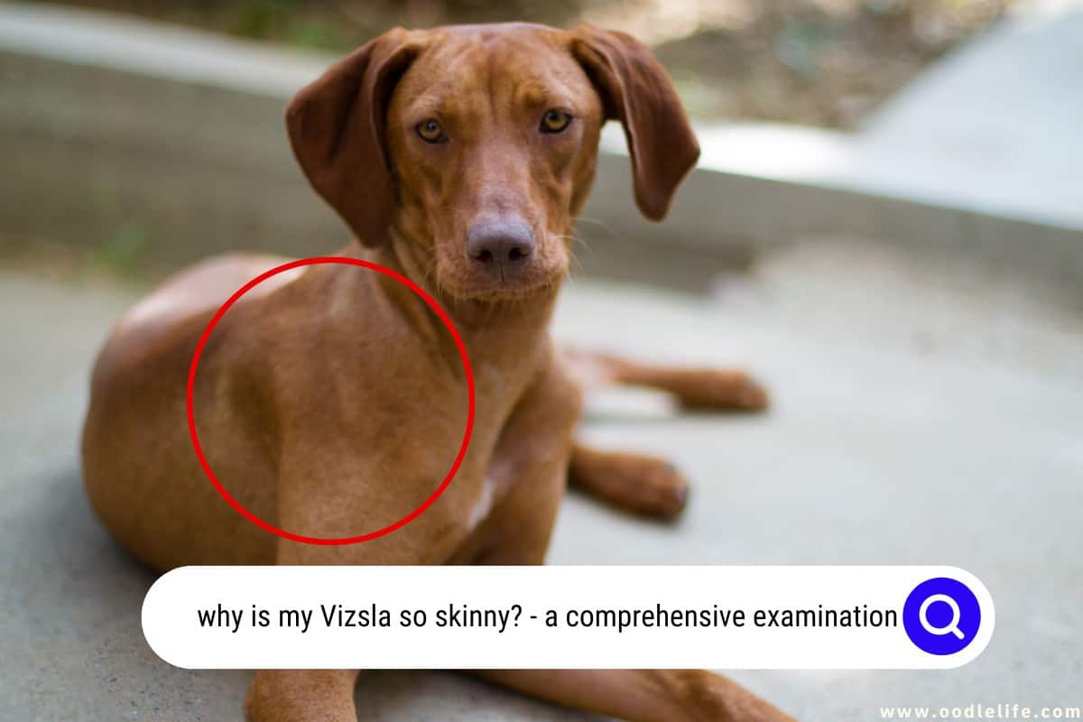 Why Is My Vizsla So Skinny? [MUST Know] Oodle Life