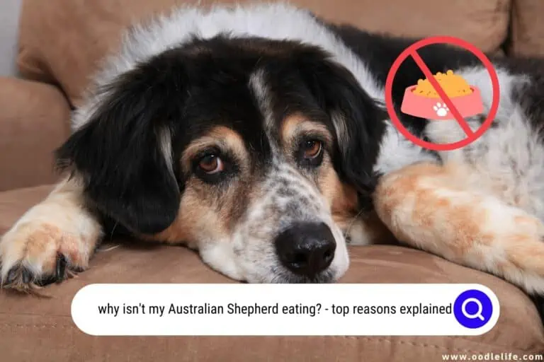 7 Heart-Breaking Reasons Australian Shepherds Stop Eating