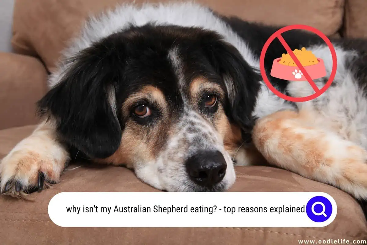why isn't my Australian Shepherd eating