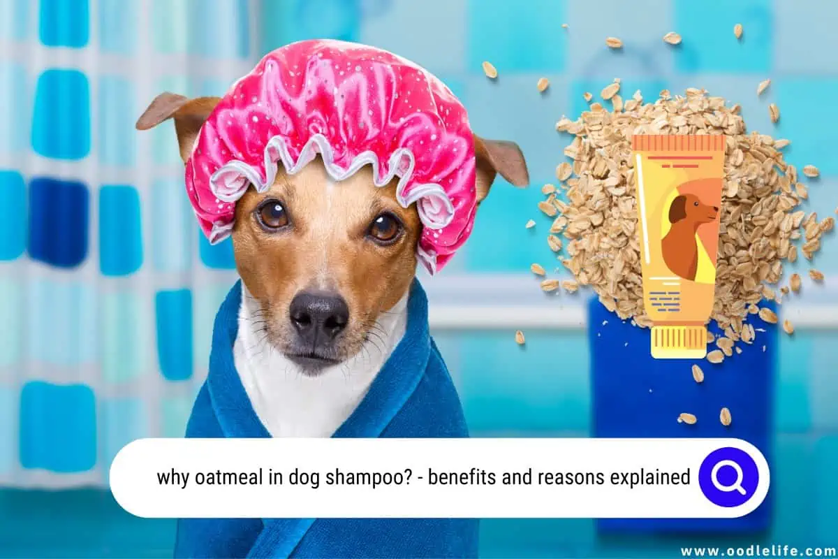 why oatmeal in dog shampoo