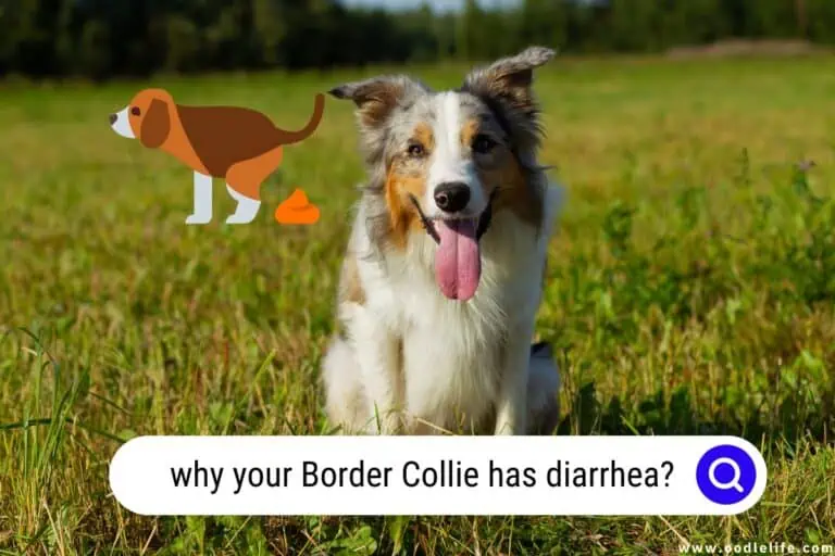 7 Solveable Reasons Why Your Border Collie Has Diarrhea?