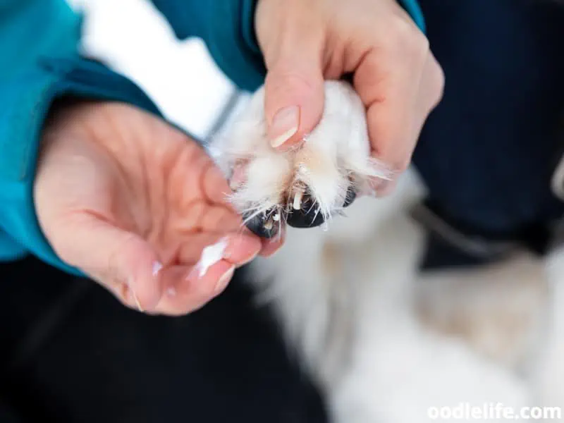 woman puts paw balm