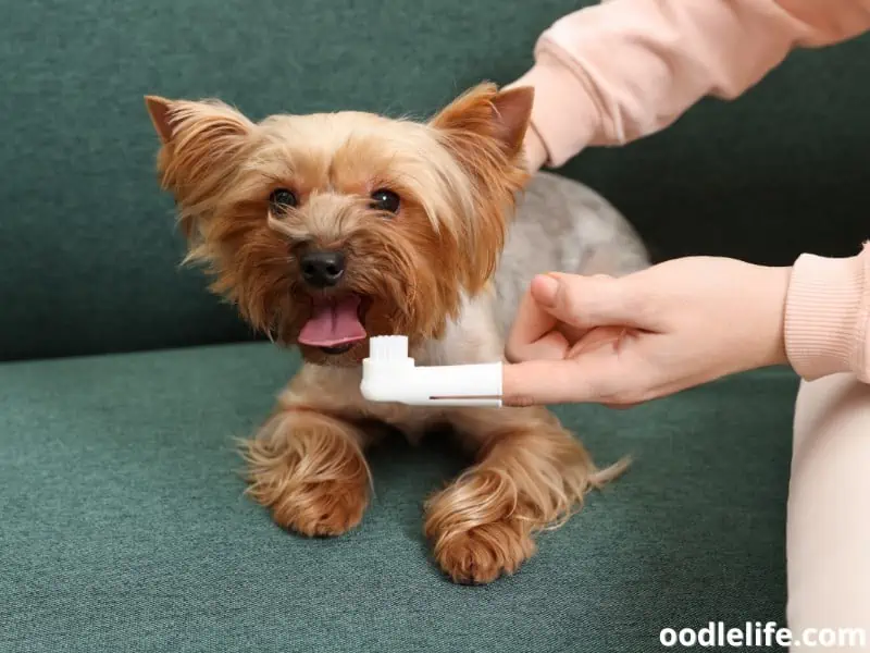 Yorkie and his toothbrush