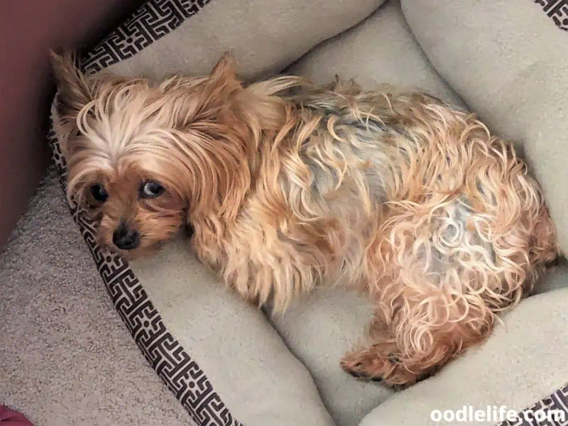 Yorkie lying on bed