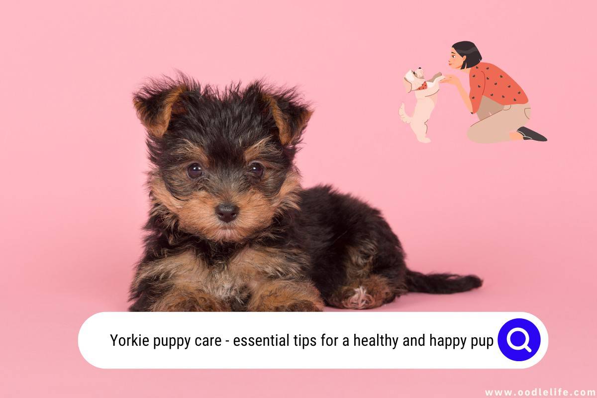 Yorkie Puppy Care (Essential Tips For A Healthy And Happy Pup) OodleLife®