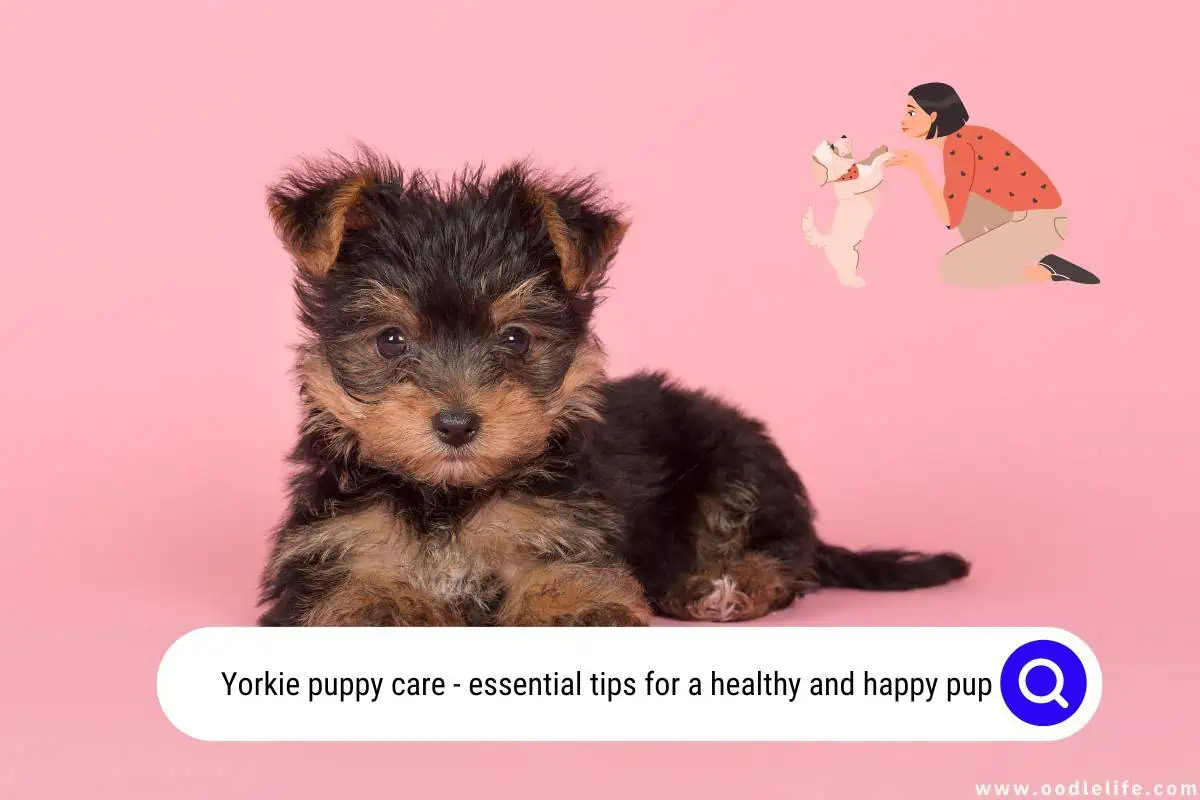Yorkie puppy care