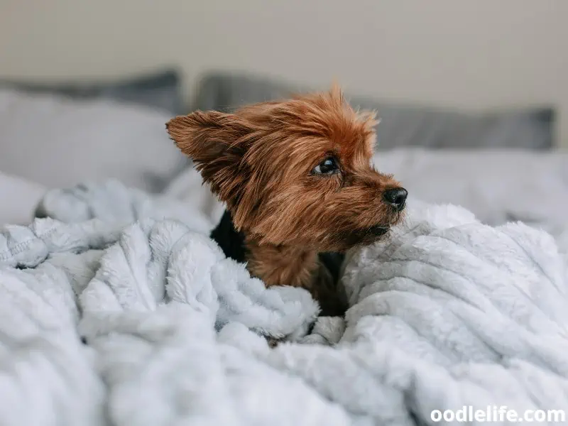 Yorkie puppy feels sleepy