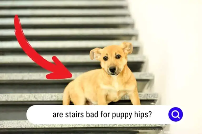 Are Stairs Bad for Puppy Hips? [IMPORTANT!]