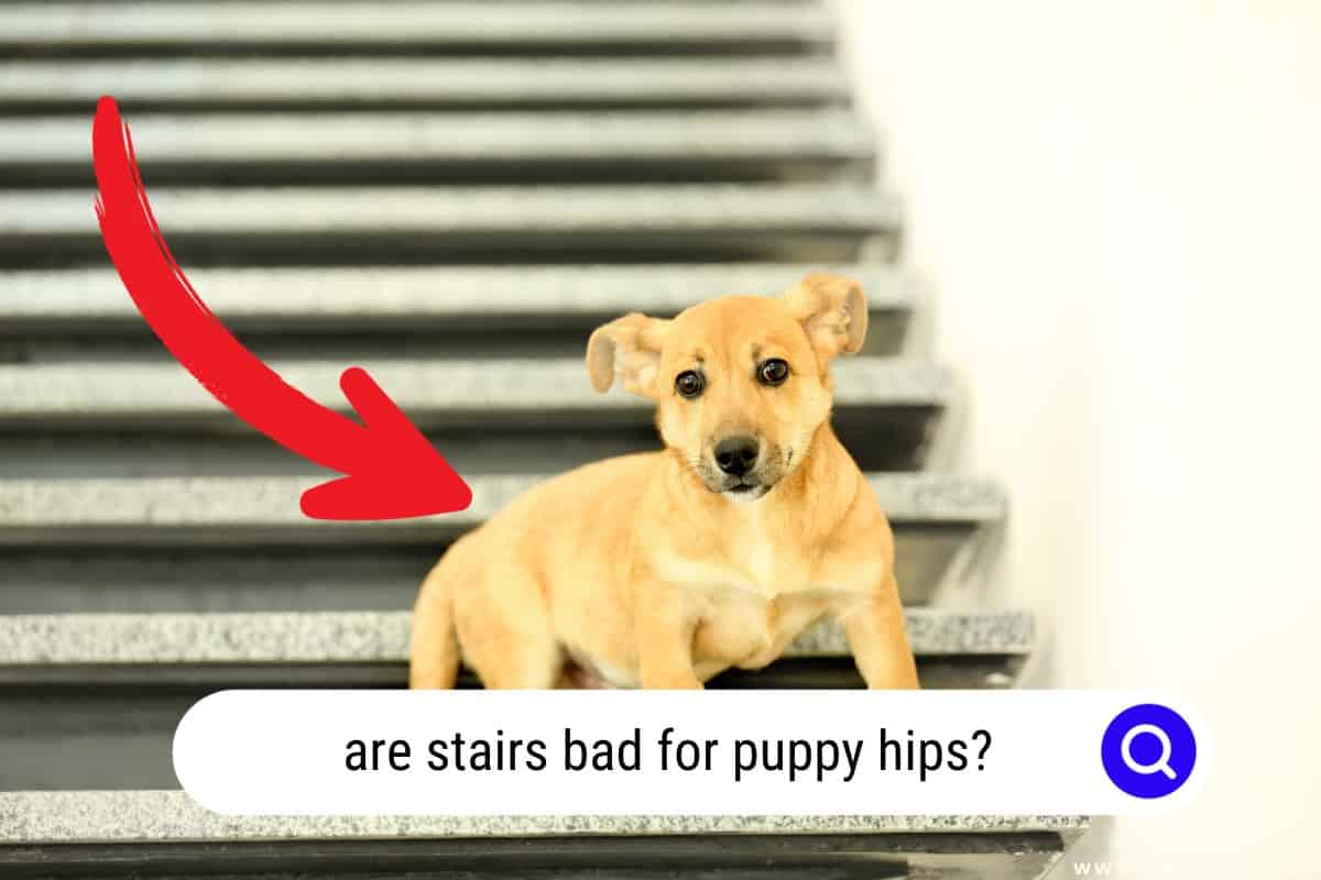Are Stairs Bad For Puppy Hips? [IMPORTANT!] Oodle Life