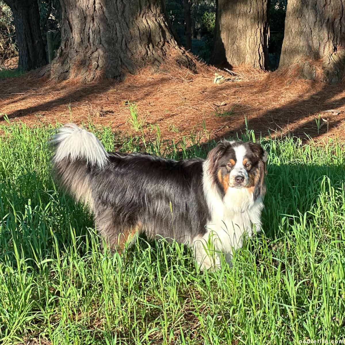 Australian Shepherd 2