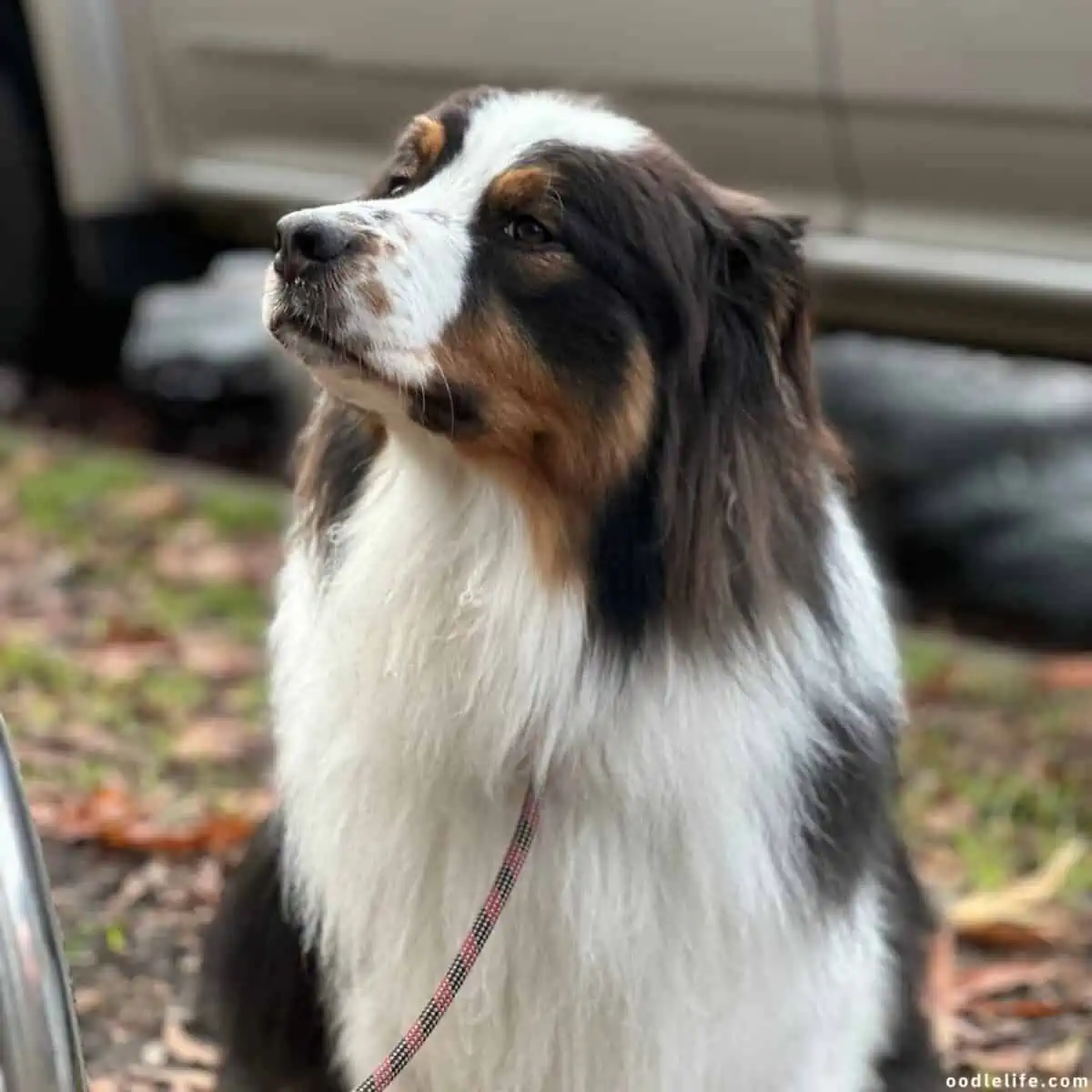 Australian Shepherd 3